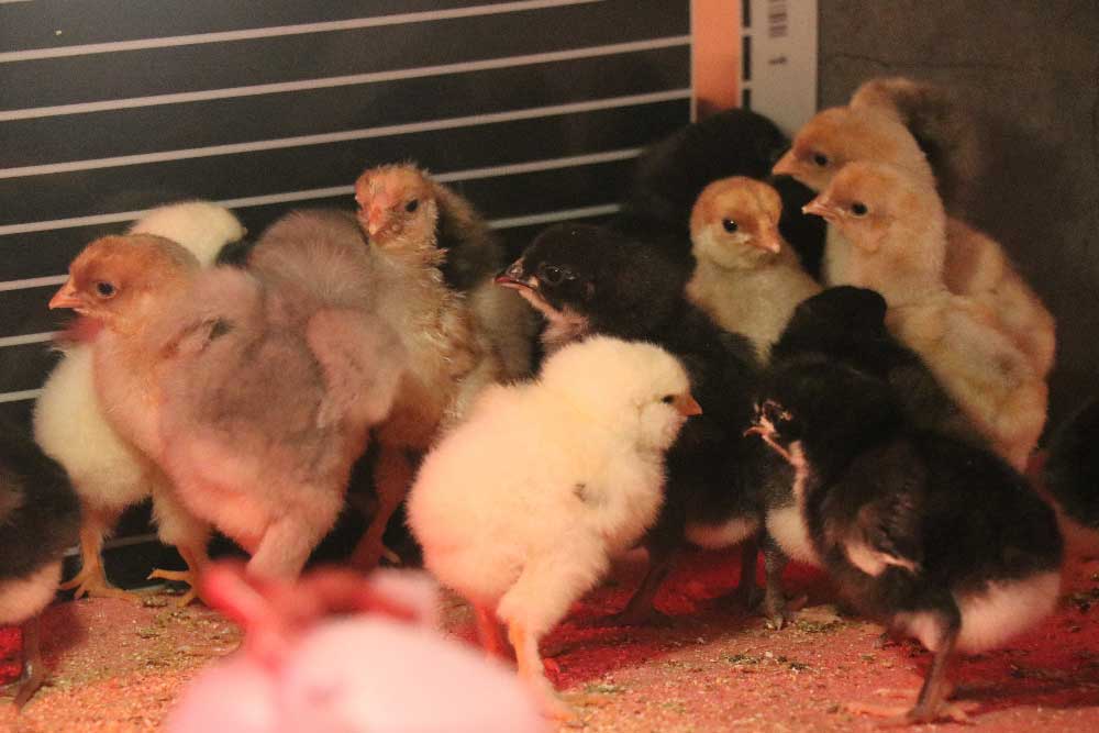 Sosyal Medyada Gordu Hem Evinde Hem Is Yerinde Uretti 2