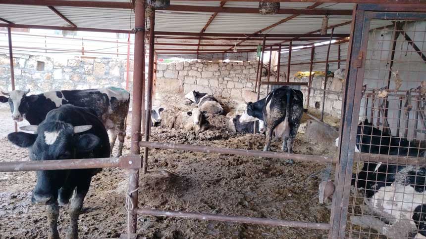 Buldan Denizli Kadikoy Sut Ureticisi Umit Sorucu Denizli 1