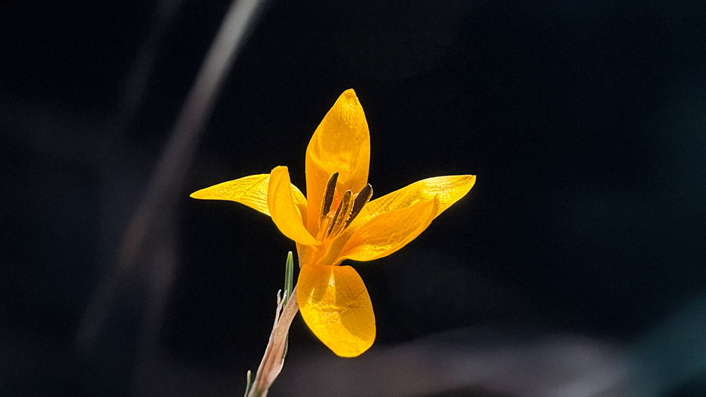 Camelide Doga Uyandi Endemik Guzellikler Yuzunu Gosterdi 1