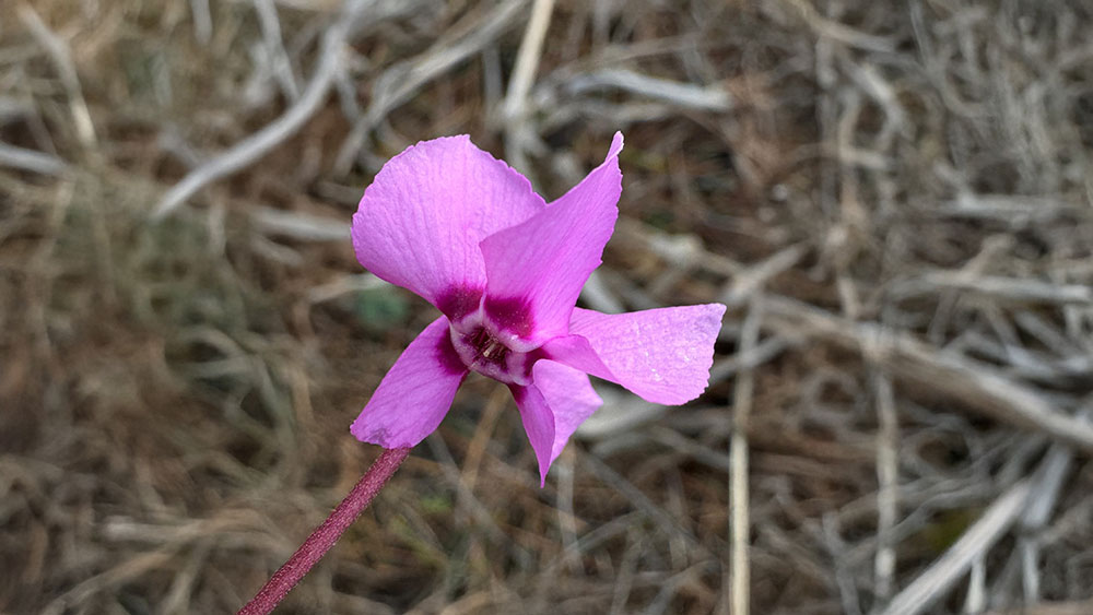 Camelide Doga Uyandi Endemik Guzellikler Yuzunu Gosterdi 2