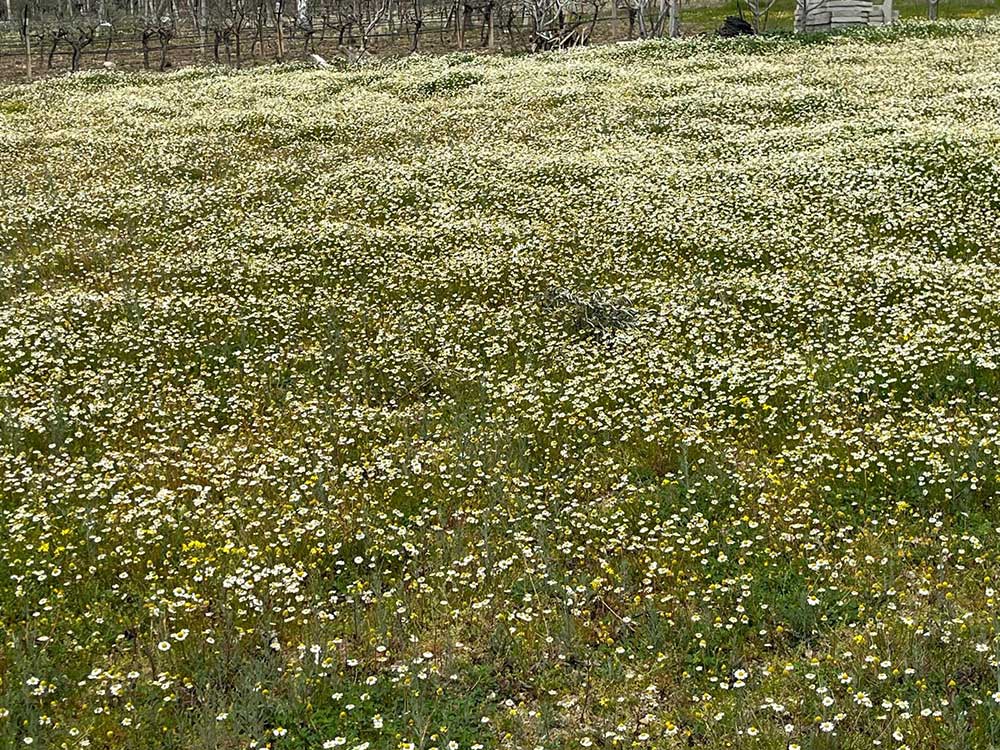 Denizliye Bahar Renkleriyle Geliyor 2