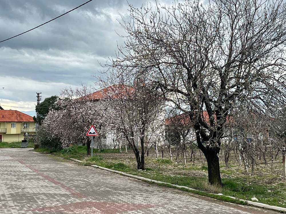 Denizliye Bahar Renkleriyle Geliyor 3