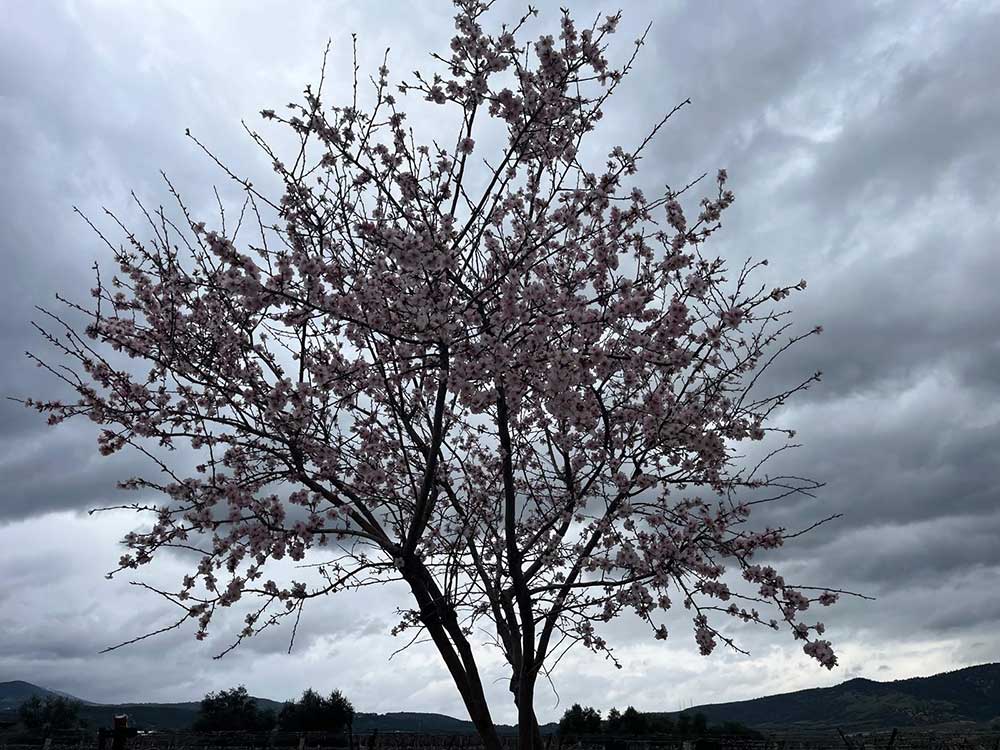 Denizliye Bahar Renkleriyle Geliyor