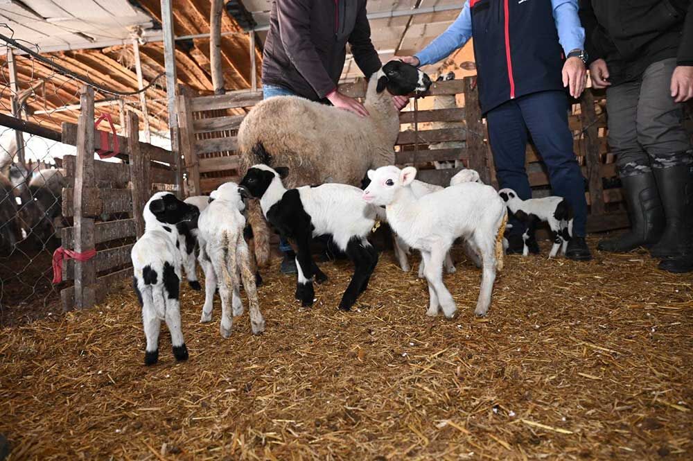 Tarim Teskilati Koyunu 9 Doguran Besiciyi Ziyaret Etti 1