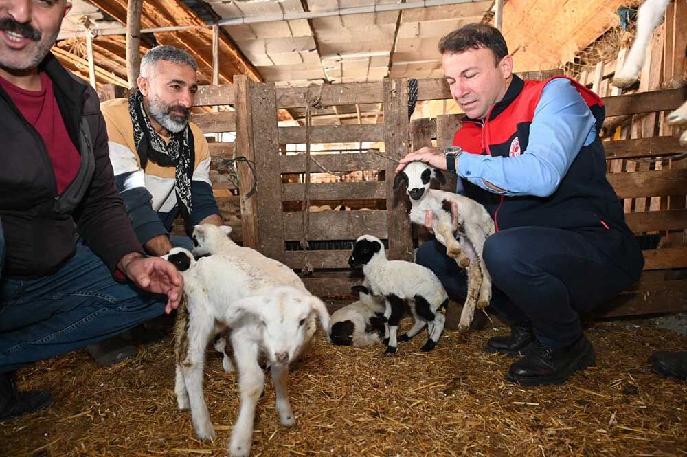 Tarim Teskilati Koyunu 9 Doguran Besiciyi Ziyaret Etti 3