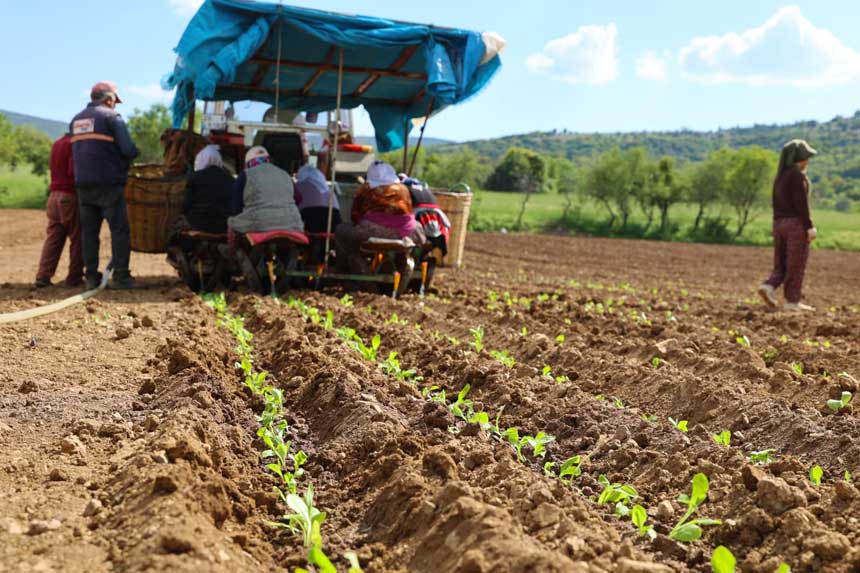 Tutun Ureticisi Alarm Veriyor Borc 100 Milyonu Gecti Alimlar Durdu3