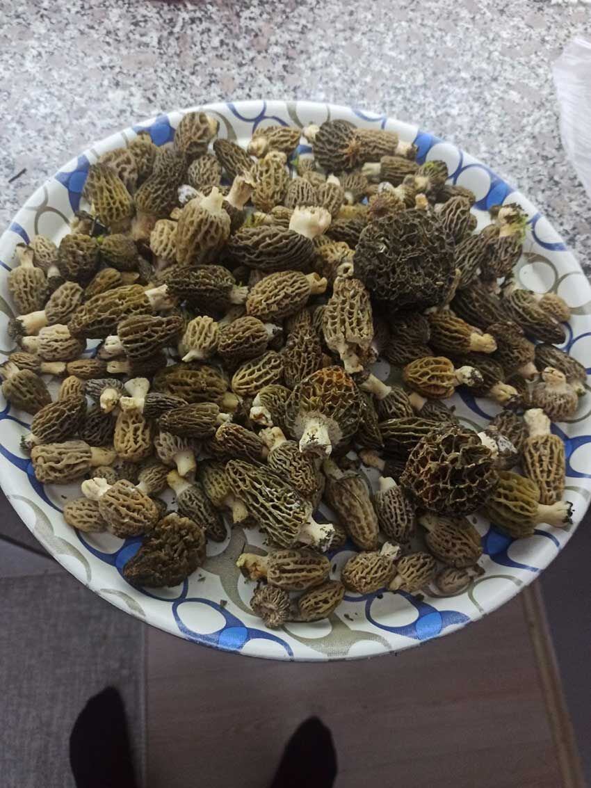 Buldan Ormanlarinda Kuzugobegi Bereketi 2