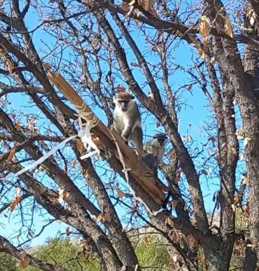 Denizlide Ari Yetistiricisi Adam Tarlada Maymun Gordu 2