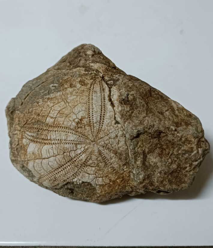 Denizlide Doga Yuruyusu Yapan Vatandas Deniz Fosili Buldu