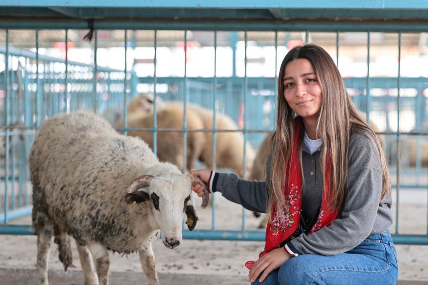 Denizlide Ureticiye Buyuk Destek 572 Kisiye 1182 Damizlik Koyun Ve Koc Dagitildi6