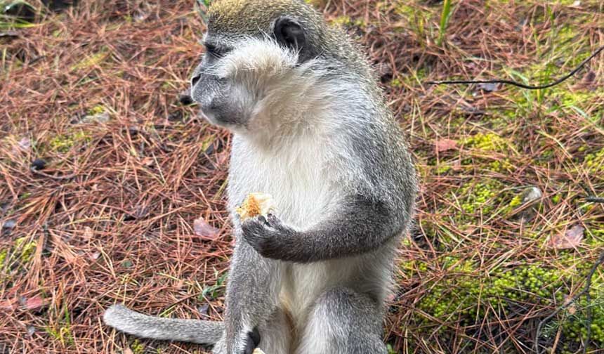 Kuzu Gobegi Arayan Vatandas Ormanda Maymunla Karsilasti 1
