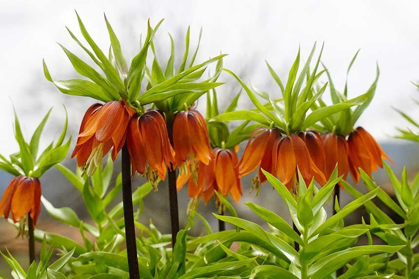 Aglayan Gelinler 5 Yil Sonra Bahari Karsiladi 2