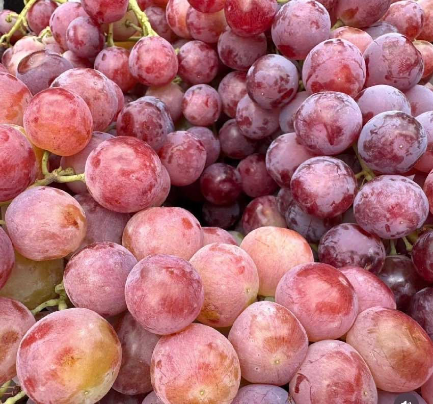 Ata Mirasi Avsar Uzumu Tescillendi 1