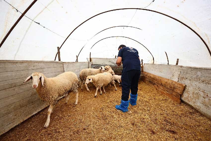 Baskan Cavusoglunun Hayvancilik Hamlesine Ureticiden Tam Not