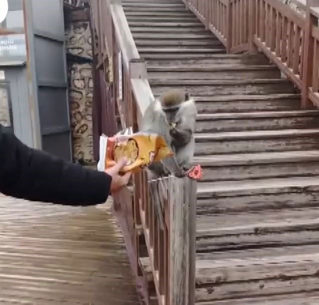 Denizli Firari Maymun Seyir Tepesi1