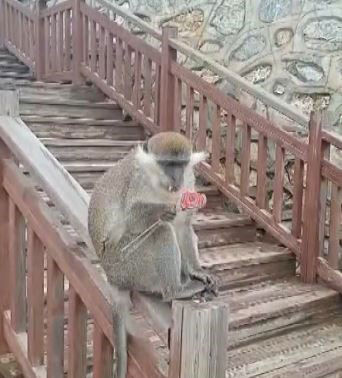 Denizli Firari Maymun Seyir Tepesi2