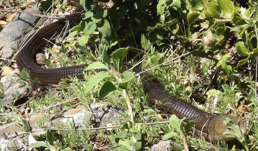 Denizlide Demir Ilan Kameraya Yakalandi 1