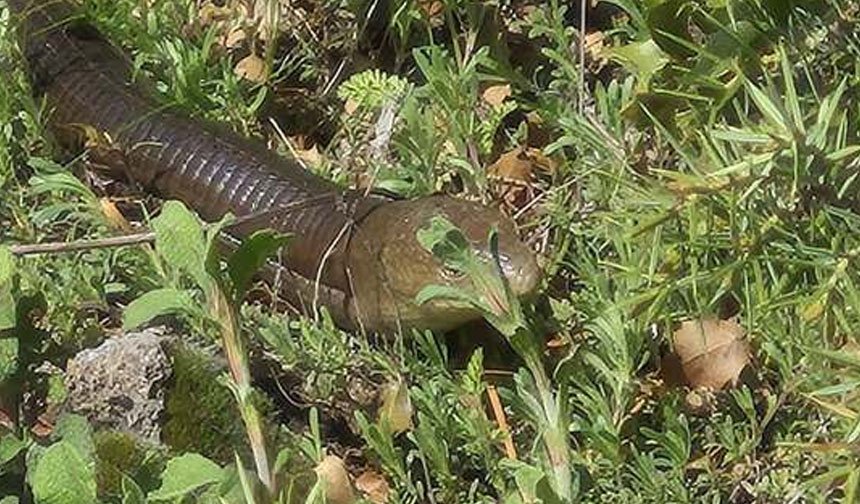 Denizlide Demir Ilan Kameraya Yakalandi 2
