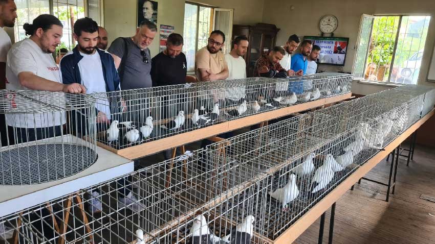 Denizlinin Nadide Guvercinleri Buyuledi Azmanlar Yarismada Goz Kamastirdi