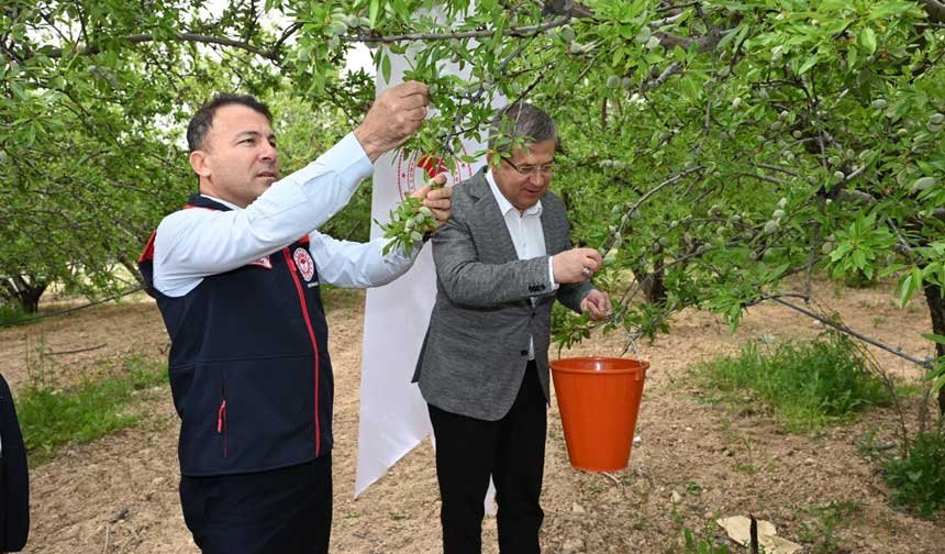 Denizlinin Pamukkale Ilcesinde Cagla Hasadi Basladi 1