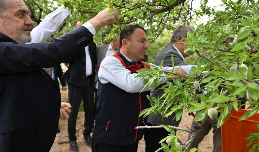 Denizlinin Pamukkale Ilcesinde Cagla Hasadi Basladi 2