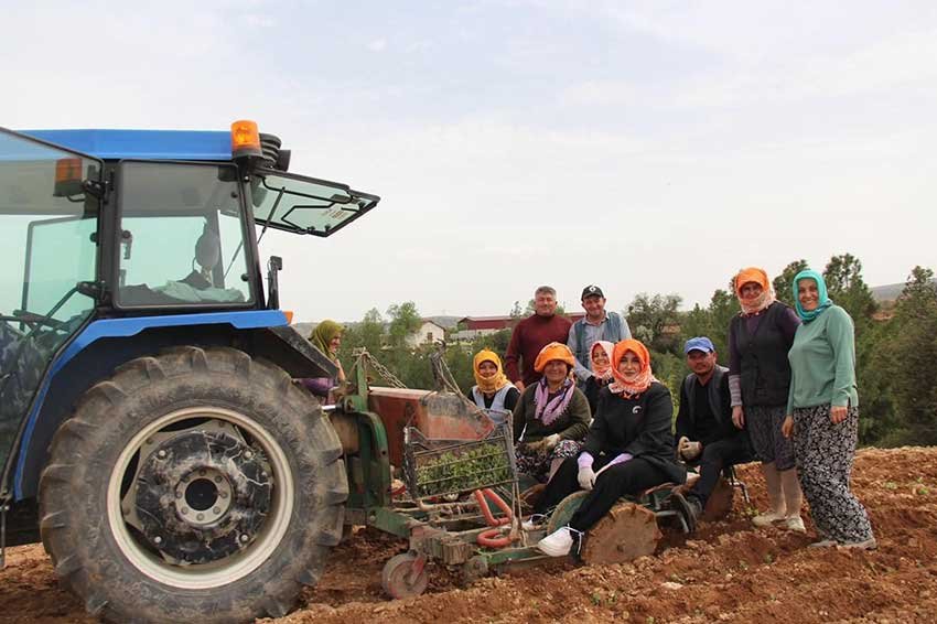 Posusunu Takan Ilce Kaymakami Ureticilerle Birlikte Kekik Dikti 2