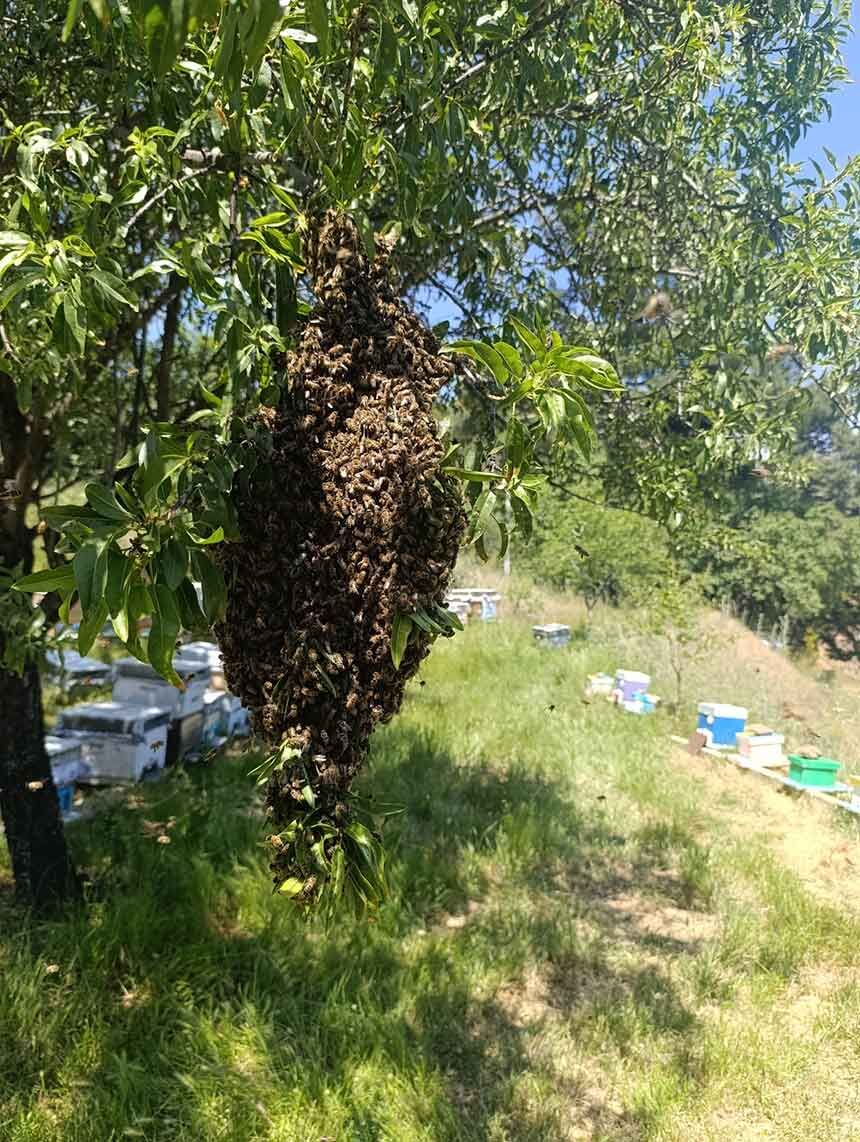 Bahar Guzel Gecince Arilarda Ogul Verimi Yukseldi 1