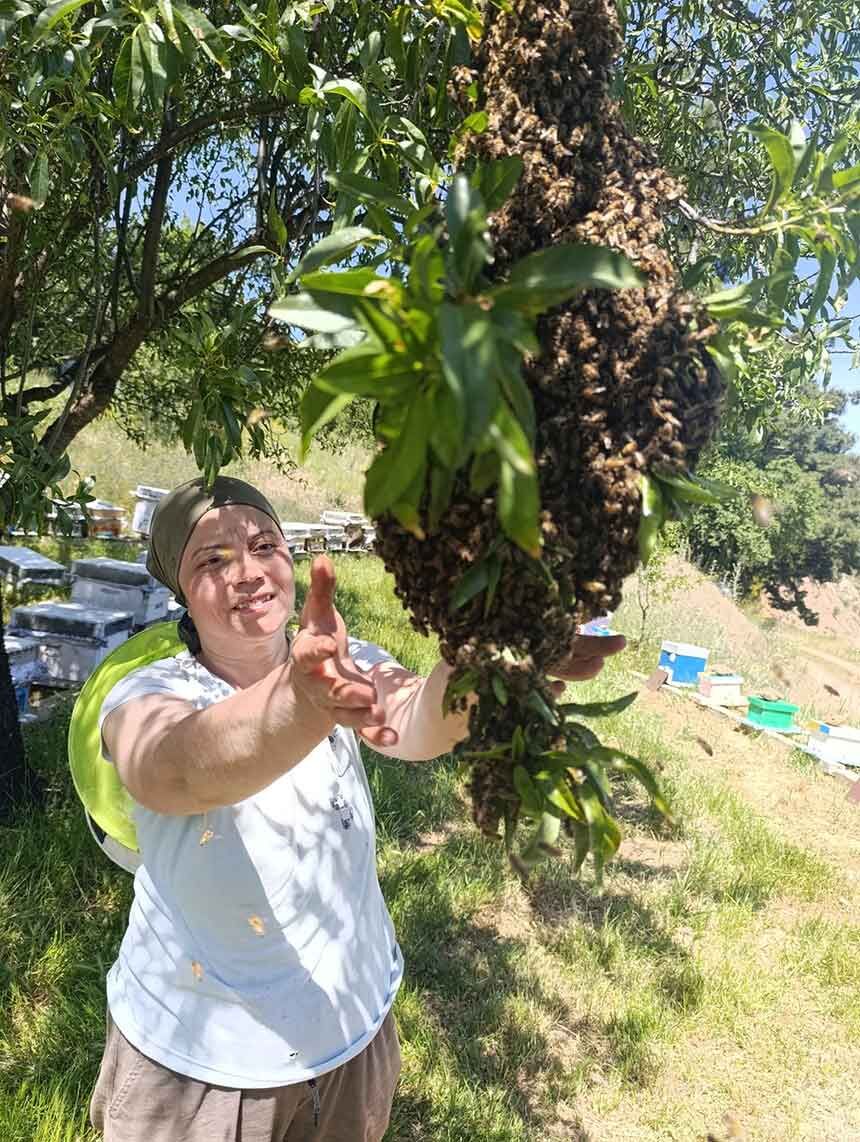 Bahar Guzel Gecince Arilarda Ogul Verimi Yukseldi
