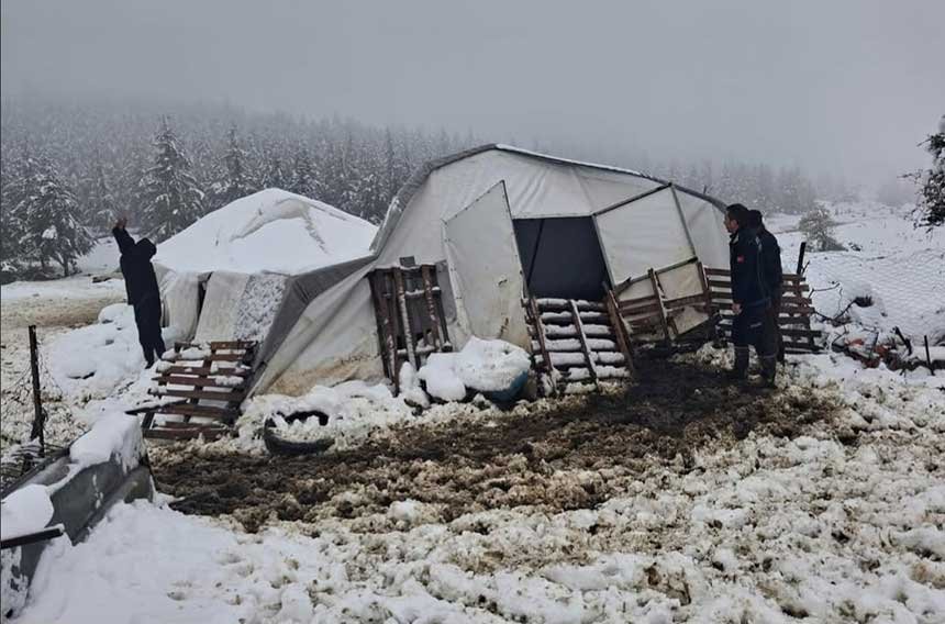 Coken Cadirda Mahsur Kalan Hayvanlari Ekipler Kurtardi 1