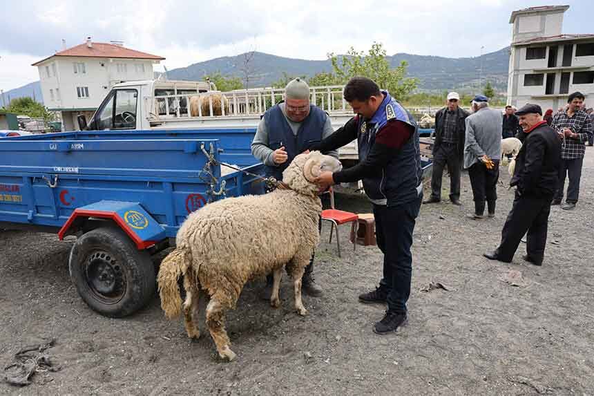 Denizli Cameli Canli Hayvan Pazarinda Kurbanlik Denetimleri Artirildi 2