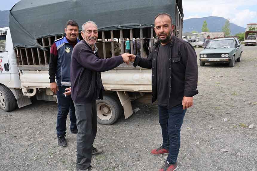 Denizli Cameli Canli Hayvan Pazarinda Kurbanlik Denetimleri Artirildi 4