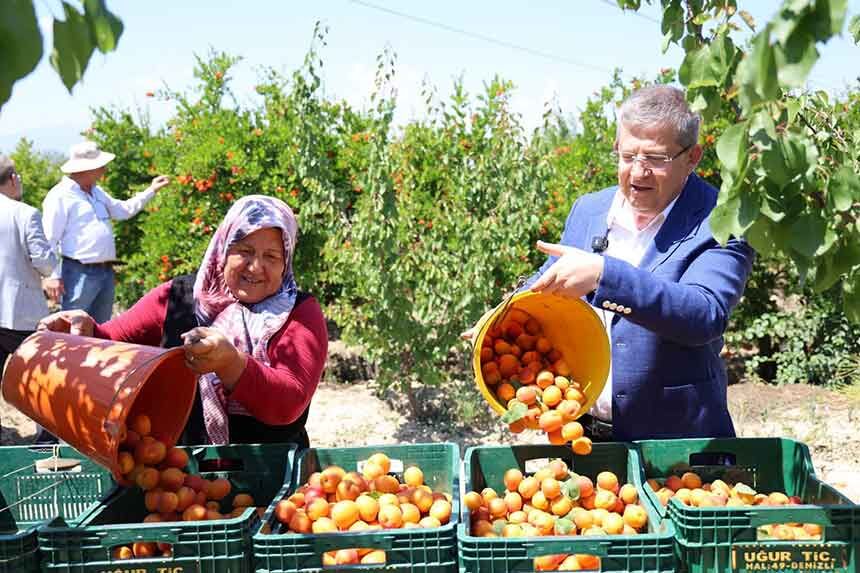 Baskan Subasioglu Kiraz Ve Kayisi Ureticileriyle Birlikte Hasat Yapti 1