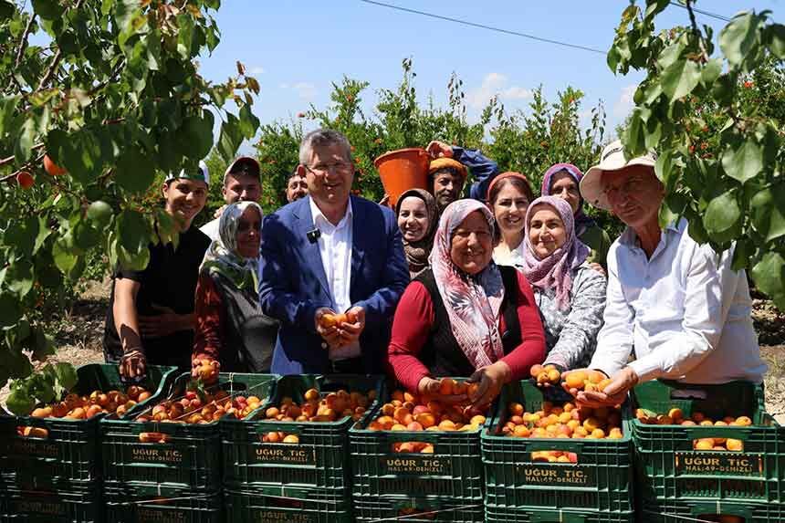 Baskan Subasioglu Kiraz Ve Kayisi Ureticileriyle Birlikte Hasat Yapti 3