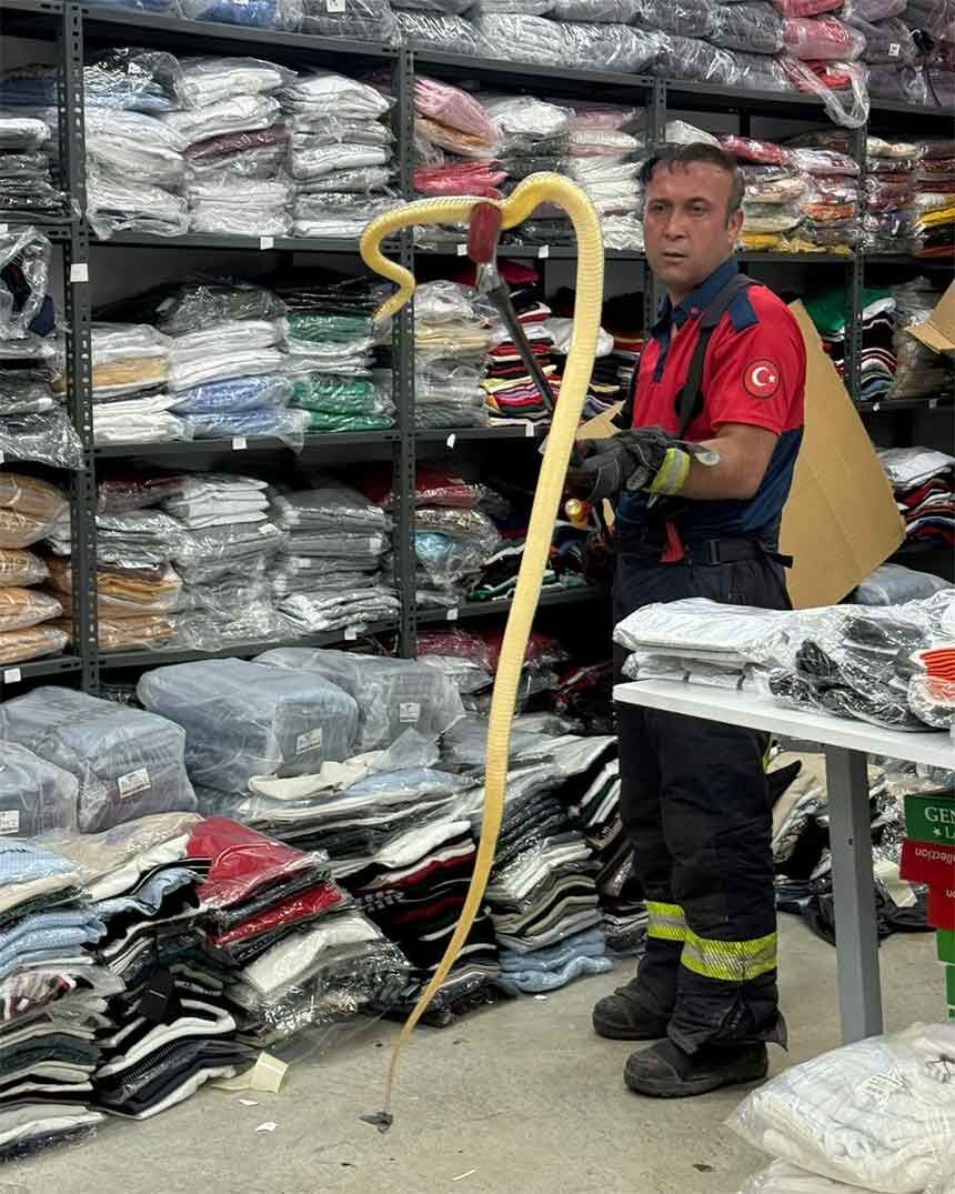 Calisanlar Gozlerine Inanamadi Is Yerine Giren 2 Metrelik Yilan Panik Yaratti