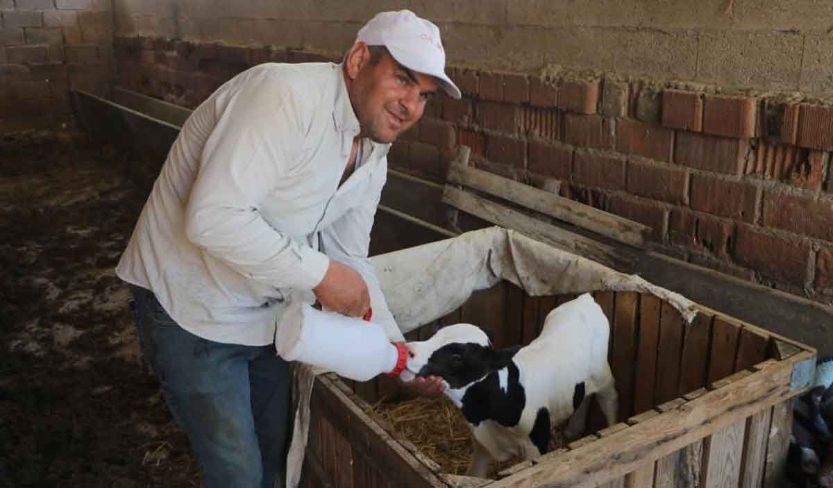Denizli Civrilde 6 Aylik Dogan Mucize Buzagi Yasama Tutundu 1