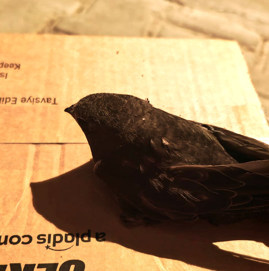Denizli Pamukkalede Ucuz Kardesler Yarali Ebabil Kusunu Kurtardi3
