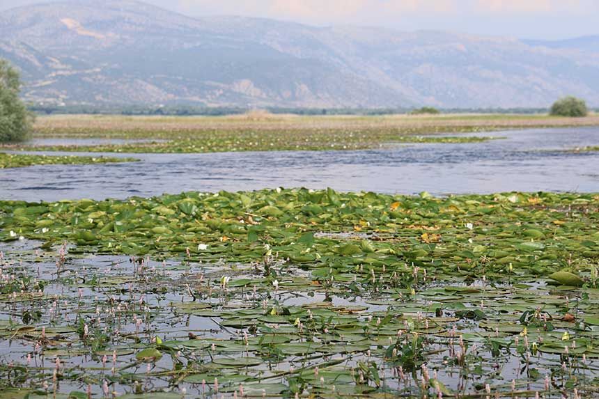 Denizlide Asiri Yagislar Niluferlerin Gorsel Solenini Geciktirdi 4
