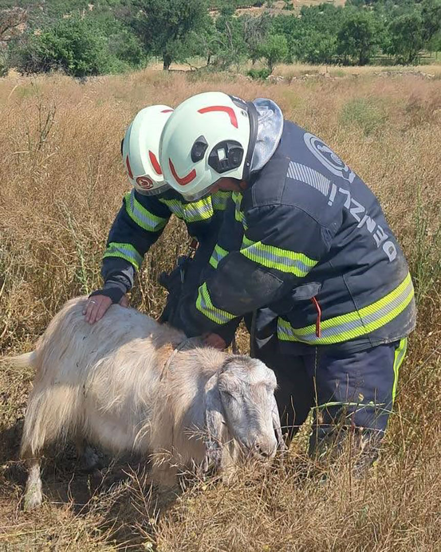 Denizlide Kuyuya Dusen Kecileri Itfaiye Kurtardi 2