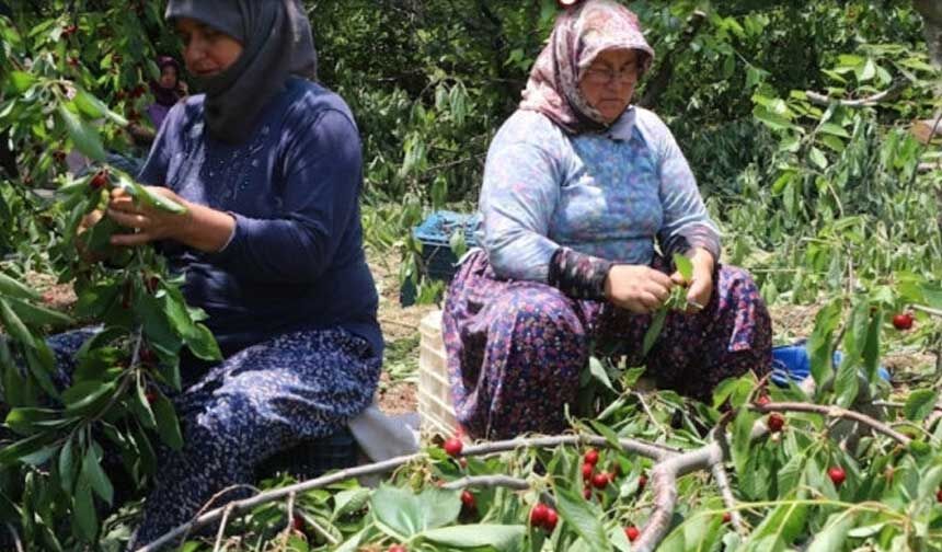 Denizli Civrilde Kiraz Fiyatlari Ciftciyi Isyan Ettirdi Maliyetini Karsilamayan Agaclar Kes 1