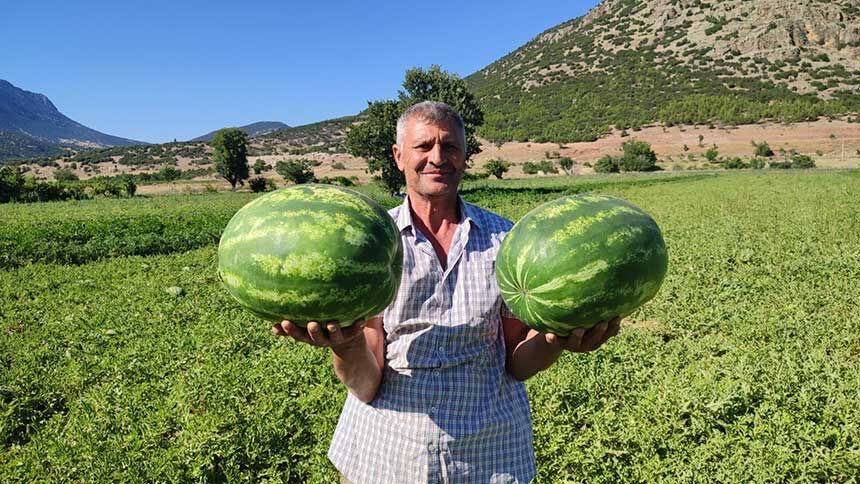 Dodurga Karpuzunda Ilk Hasat Yapildi 1