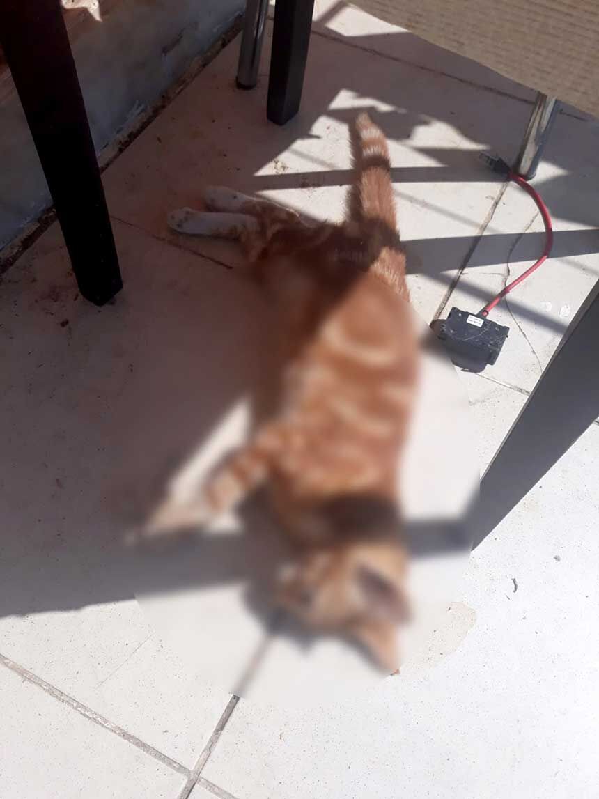 Saraykoyde Zehirli Tavuk Parcalariyla Cok Sayida Sokak Hayvanini Telef Ettiler 3