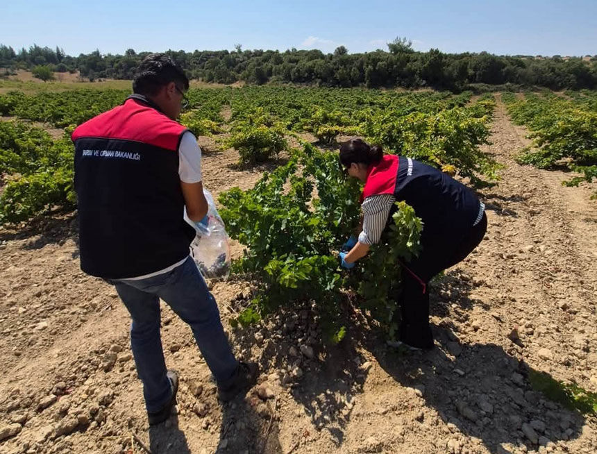 Bekillide Uzum Baglarinda Hasat Oncesi Siki Denetim Tek Tek Numune Aliniyor2