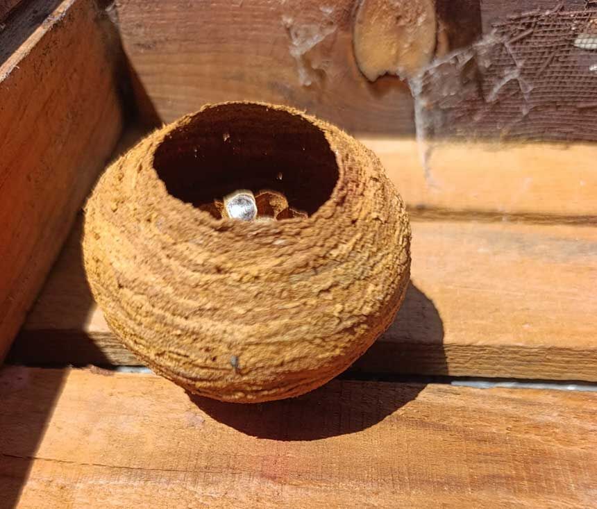 Buldanda Doganin Sanat Eseri Sarica Arilarin Yaptigi Yuva Gorenleri Buyuledi 1