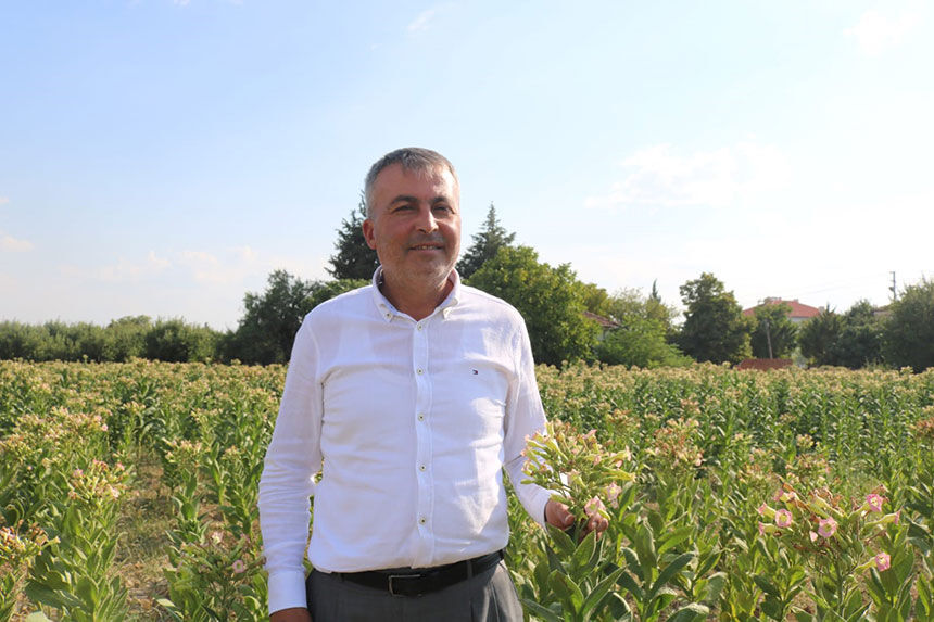 Civrilde Tarimda Radikal Degisim Elma Bahceleri Yerini Tutun Tarlalarina Birakiyor 2