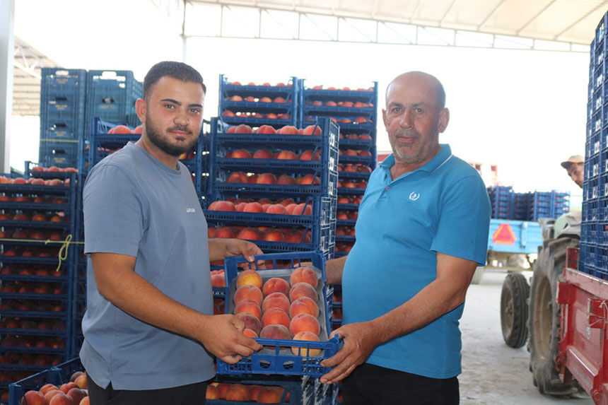 Civrilde Uretici Kan Agliyor Seftali Fiyatlari Bir Gunde Yari Yariya Dustu 2