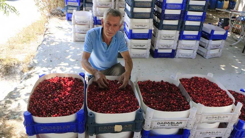 Denizli Civrilde Kizilcik Ergen Hasadi Basladi 1