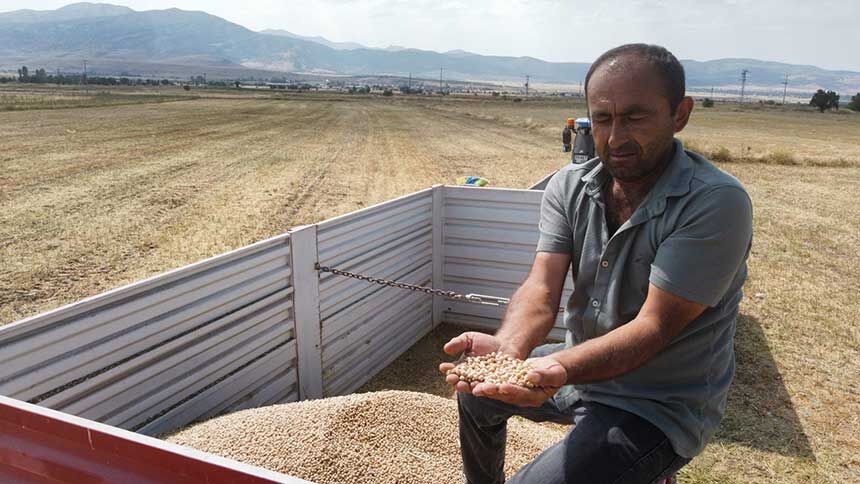 Denizlide Gelistirilen Borsa 20 Nohut Cesidinde Ilk Hasat Yapildi 2