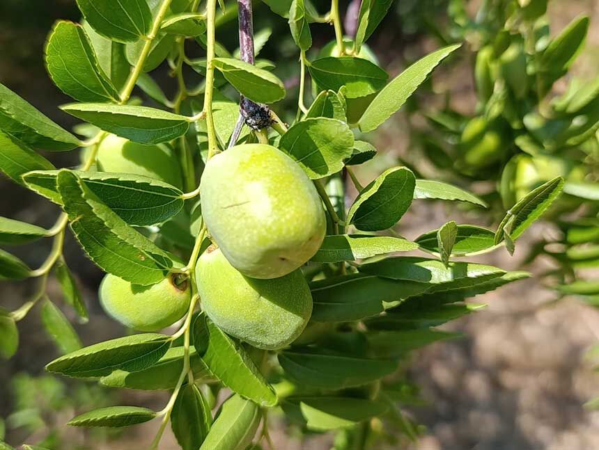 Denizlide Olumsuzluk Meyvesinin Hasadi Basliyor 2