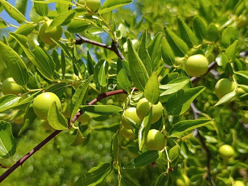 Denizlide Olumsuzluk Meyvesinin Hasadi Basliyor 3