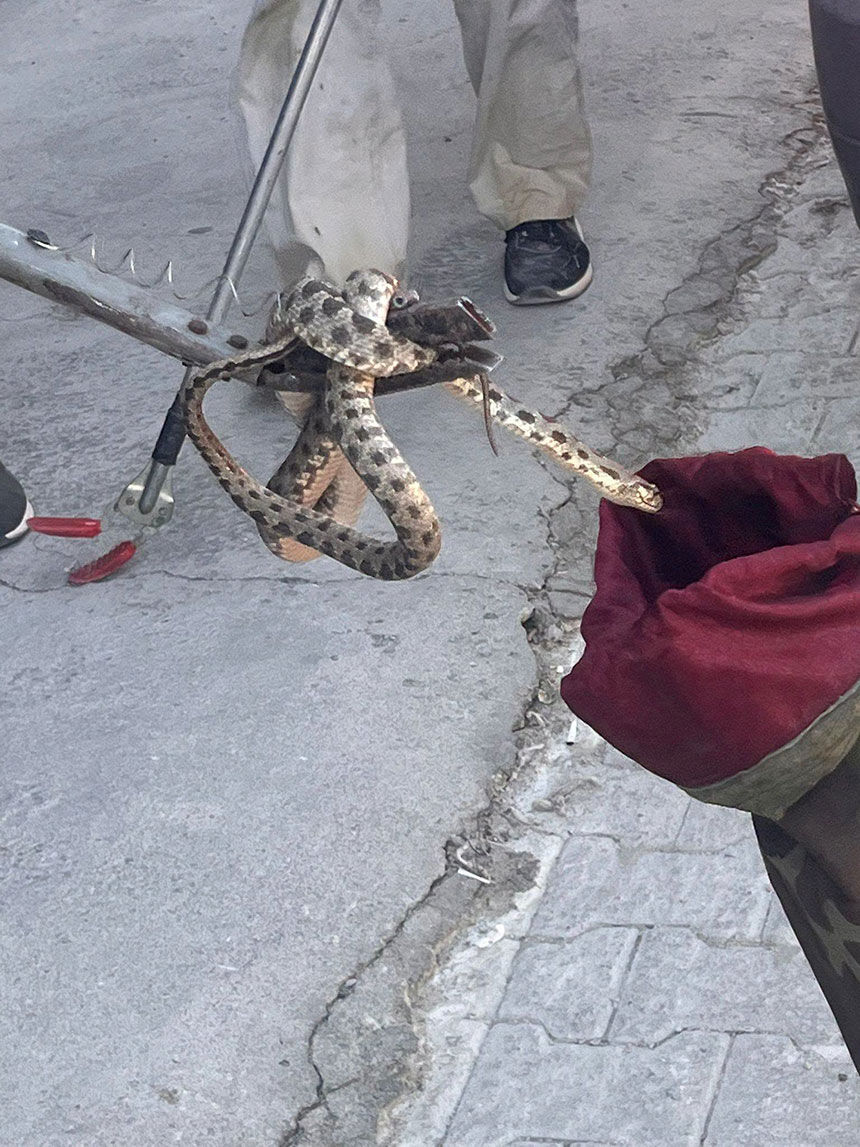 Denizlide Sanayide Yilan Panigi Dukkana Giren Zehirli Engerek Itfaiyeyi Harekete Gecirdi 3